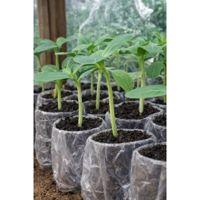 Глория F1 1000 семян подвоя для арбуза и дыни, Libra Seeds, США
